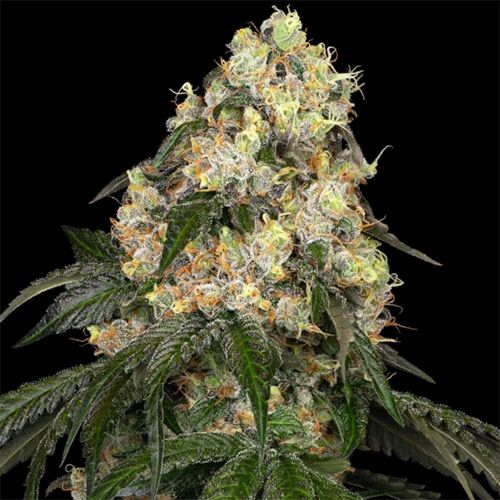 White Biscotti OG XXL - White Label Seeds