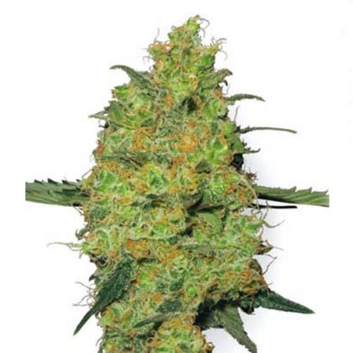 Master Kush - White Label
