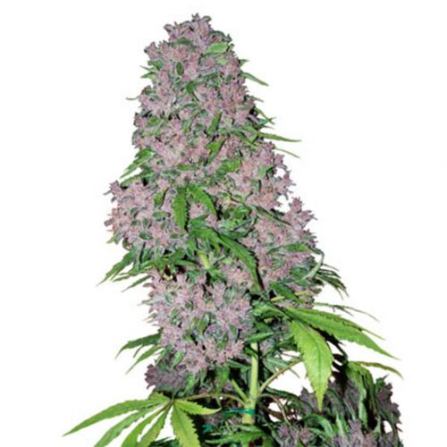 Purple Bud - White Label