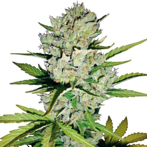 Super Skunk Automatic - White Label