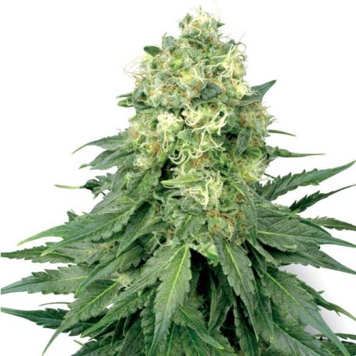 White Widow - White Label