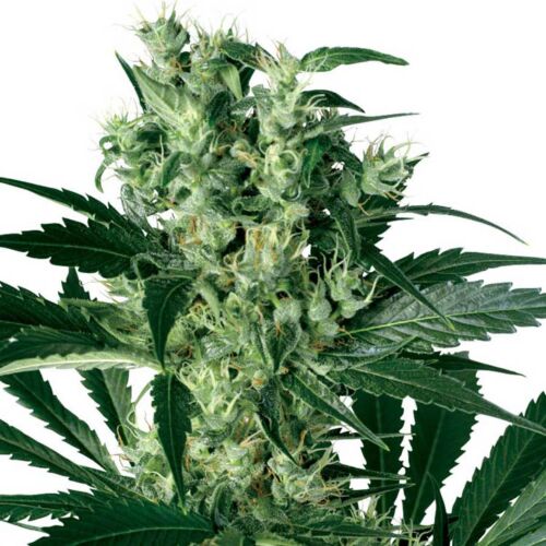 X-Haze - White Label