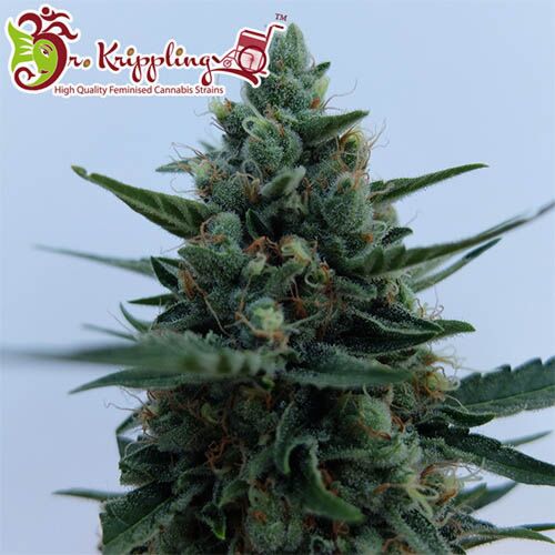 White Rush Auto - Dr Krippling