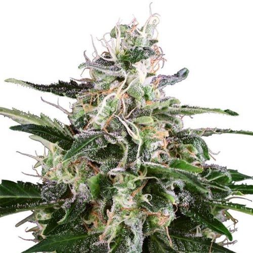 White Skunk Auto - White Label Seeds