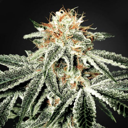 White Widow #2 - Sagarmatha Seeds