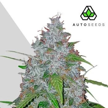 White Widow Auto - Auto Seeds