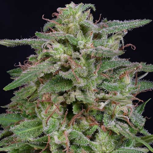 White Widow - Big Head Seeds