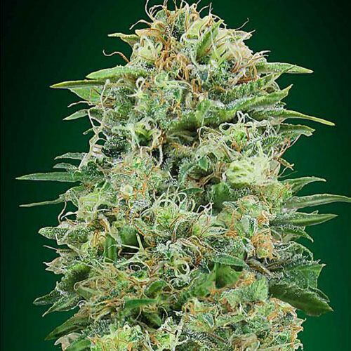 White Widow CBD - 00 Seeds