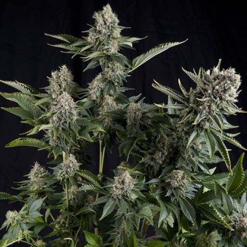 White Widow CBD - Pyramid Seeds