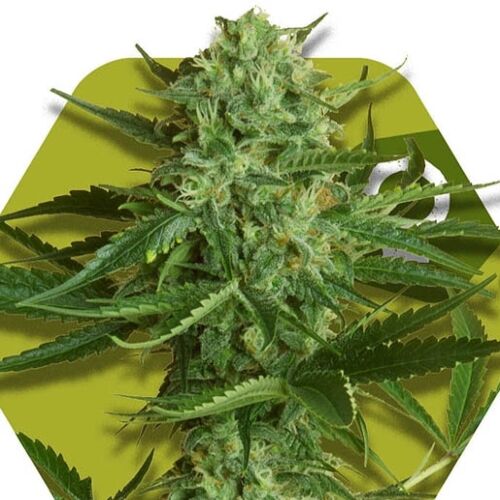 White Widow Haze - Zambeza Seeds