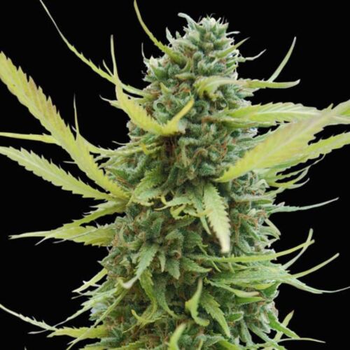 Colombian Gold - World of Seeds