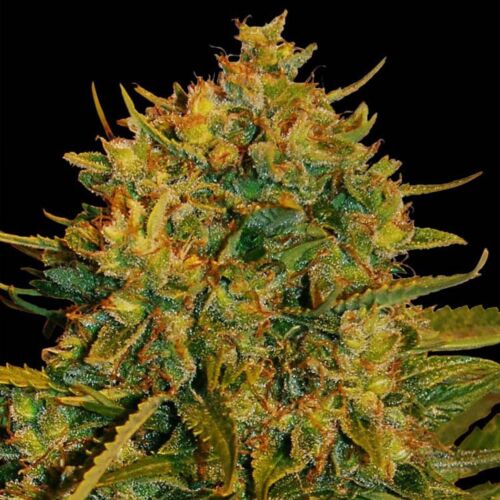 Northern Light x Big Bud - World of Seeds