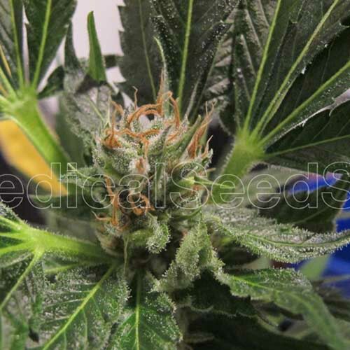 Y Griega CBD - Medical Seeds