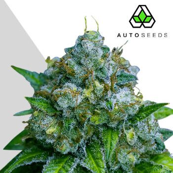 Zkittlez Auto - Auto Seeds