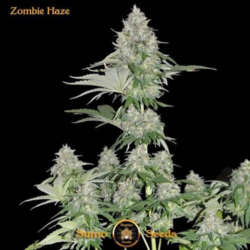 Zombie Haze - Sumo Seeds