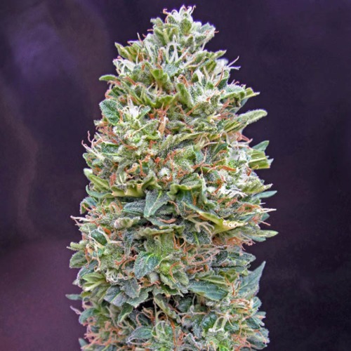Auto Bubblegum - 00 Seeds