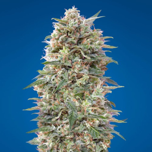 California Kush - 00 Seeds