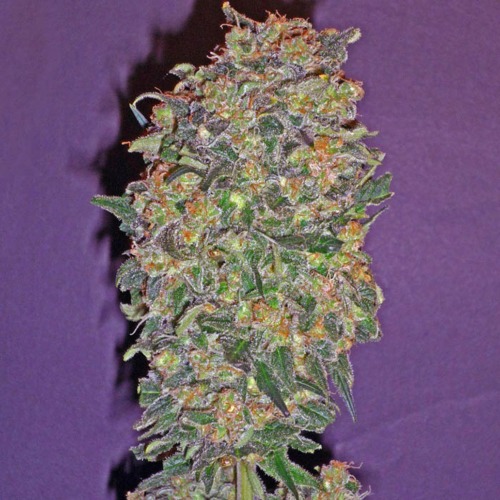 Chocolate kush - 00 Seeds
