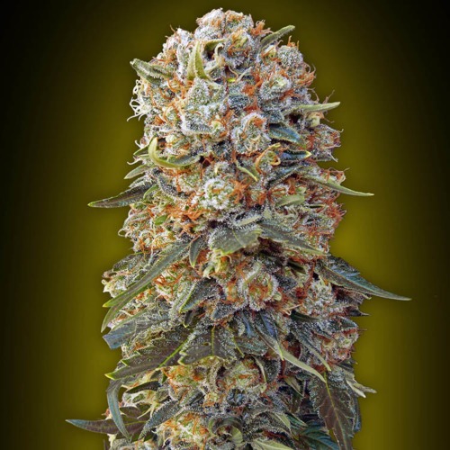 Sweet Critical - 00 Seeds