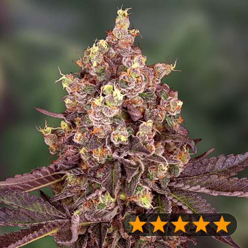 5Star Cherry Pie Auto - PowerStrains