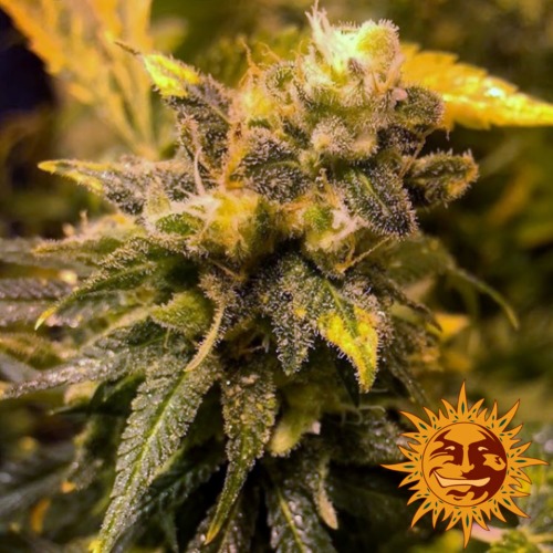 8 Ball Kush cannabis plant - Barney's Farm