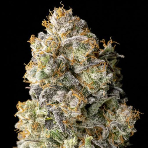 Acai Mintz - Advanced Seeds