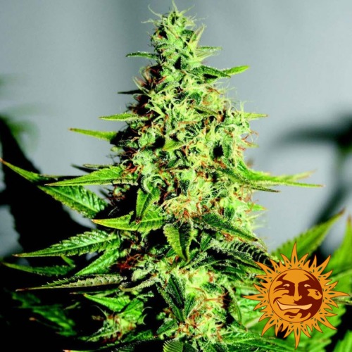Acapulco Gold cannabis plant - Barney's Farm