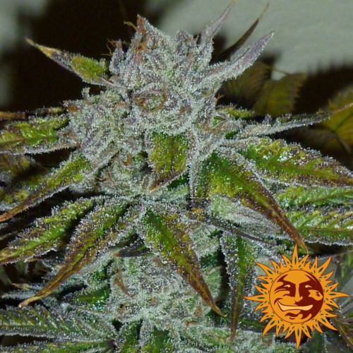 Barney's Farm - Acapulco Gold cannabis