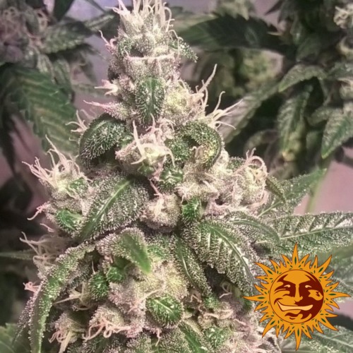 Acapulco Gold THC op toppen - Barney's Farm
