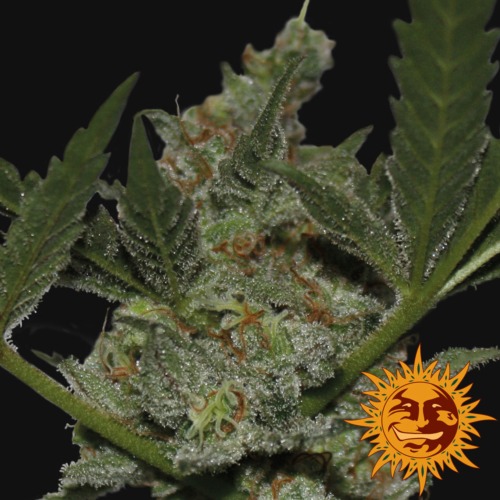 Acapulco Gold top van het merk Barney's Farm
