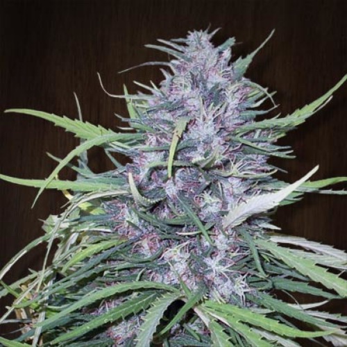 Golden Tiger feminised - Ace Seeds