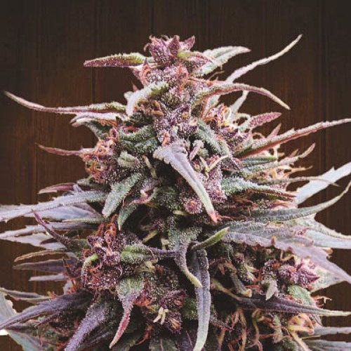 Purple Haze X Malawi - Ace Seeds