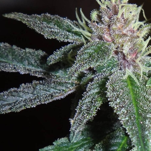 Violeta feminised - Ace Seeds