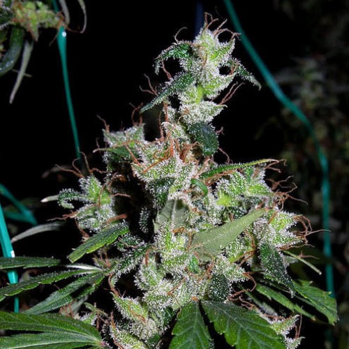 Zamaldelica feminised - Ace Seeds