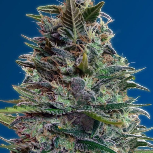 Advanced Seeds Auto Blue Diesel wietplant top.