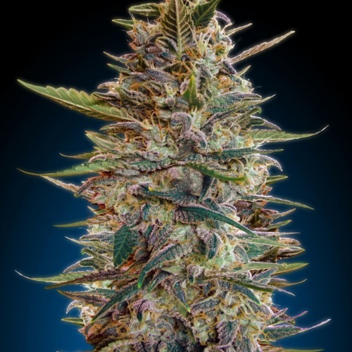 Auto Blue Diesel - Advanced Seeds