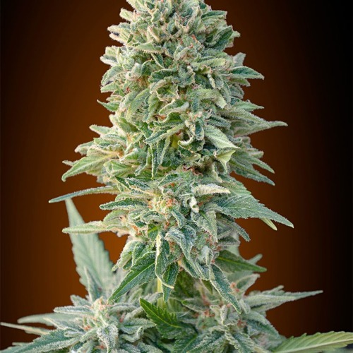 Auto Jack Herer Autoflower - Advanced Seeds