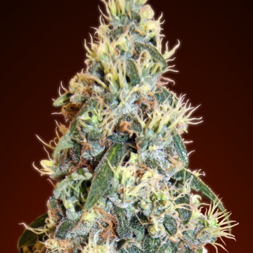 Advanced Seeds Auto Jack Herer Autoflower wietplant top.