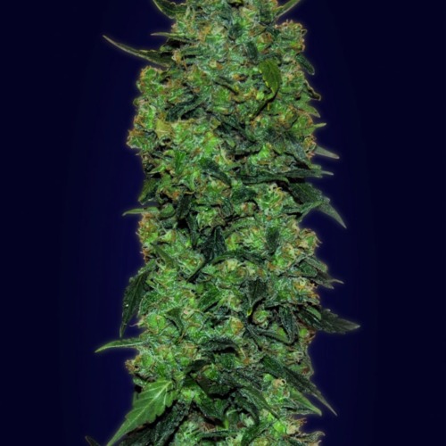 Auto Skunk Mass - Advanced Seeds