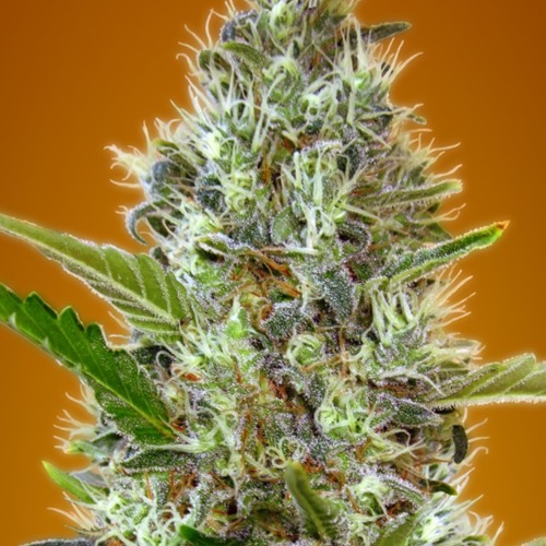 Auto Somango - Advanced Seeds