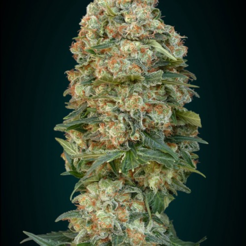 Wietplant top van de Afghan Skunk van Advanced Seeds.