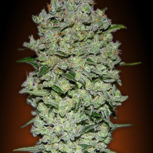 Biodiesel Mass Automatik - Advanced Seeds
