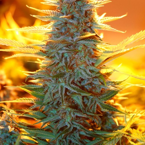 Auto Kaya 47 autoflower wietzaadjes van Advanced Seeds
