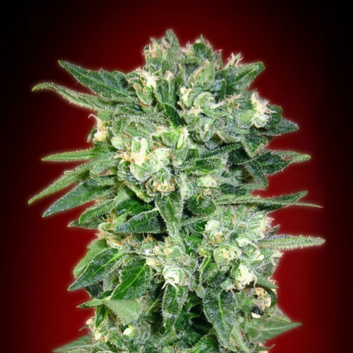 De Auto Kaya 47 autoflower van Advanced Seeds is een milde wietsoort.