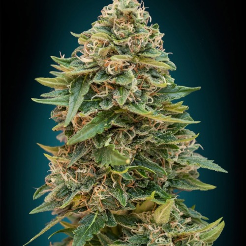 Auto Skunk 47 - Advanced Seeds
