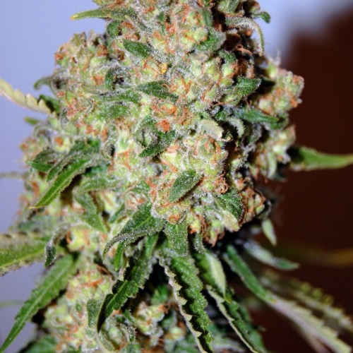 Advanced Seeds Critical wietplant top.