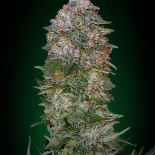 Advanced Seeds Critical Soma wietplant top.