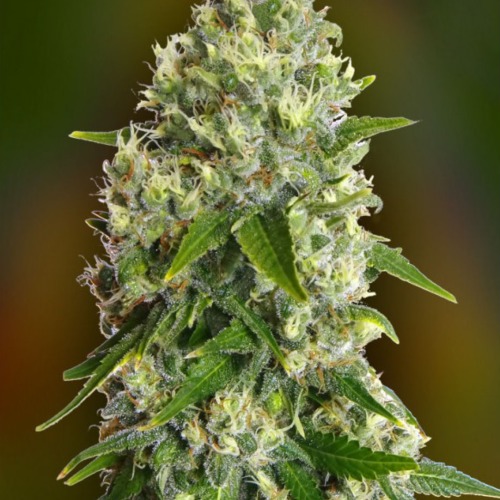 Critical Soma - Advanced Seeds