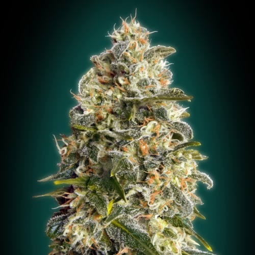 Heavy Bud - Advanced Seeds