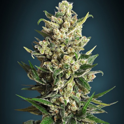 Ice Kush - Advanced Seeds